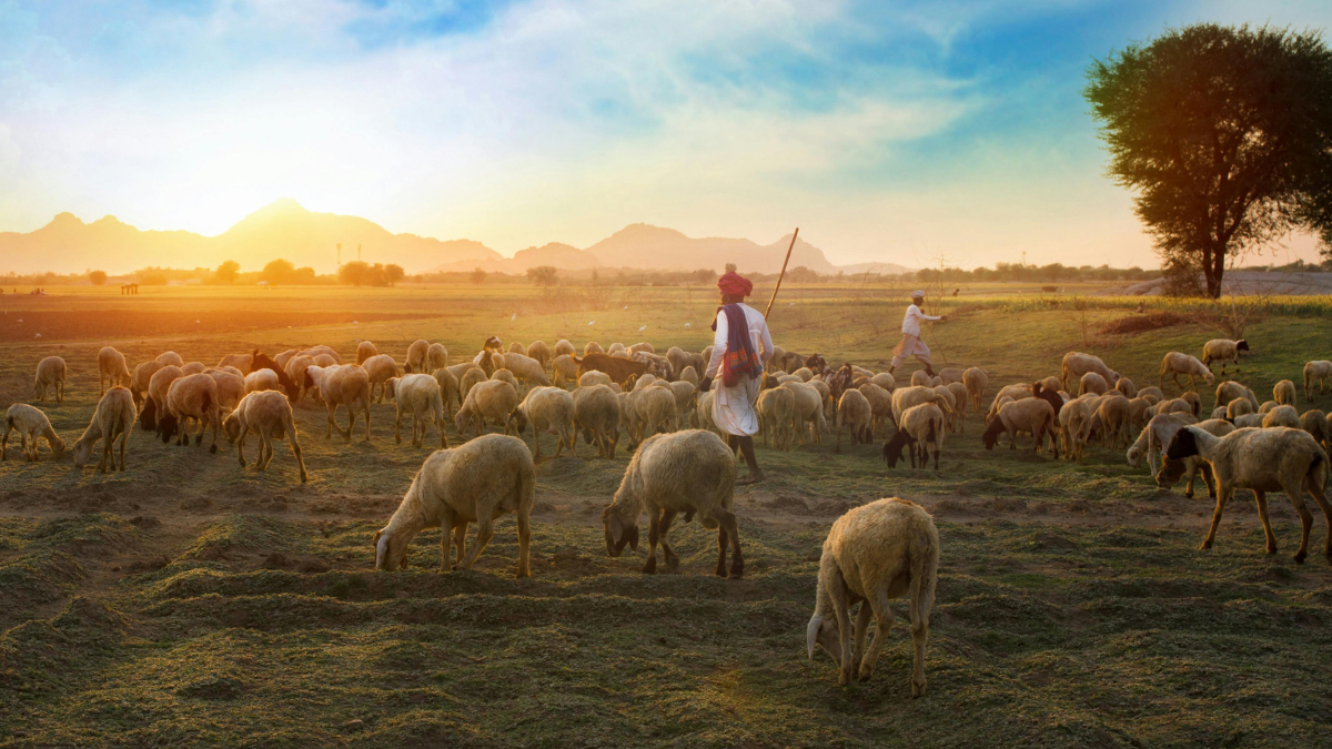 O Salmo 23 Uma Palavra de Proteção em Todas as Ocasiões